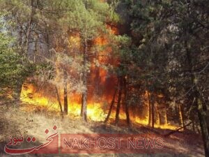 8 نکته درباره افزایش احتمال وقوع آتش‌سوزی در جنگل‌ها