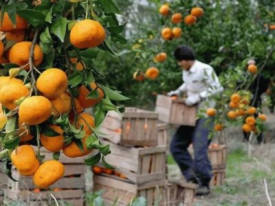 افزایش ۵ برابری صادرات نارنگی از مازندران