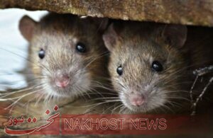 موش‌هایی که سلامت دومین کلانشهر کشور را می‌جوند