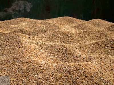 واردات بیش از یک میلیون تن گندم به کشور