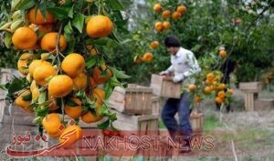 معاون بهبود تولیدات گیاهی جهاد کشاورزی مازندران بیان کرد