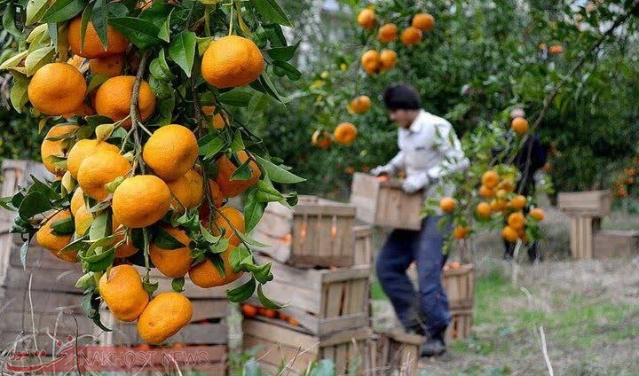 معاون بهبود تولیدات گیاهی جهاد کشاورزی مازندران بیان کرد