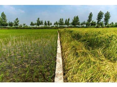 برداشت مکانیزه در 13 هزار هکتار از مزارع کشت مجدد برنج