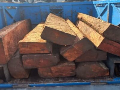 کشف 6 تن چوب صنوبر قاچاق در چالوس