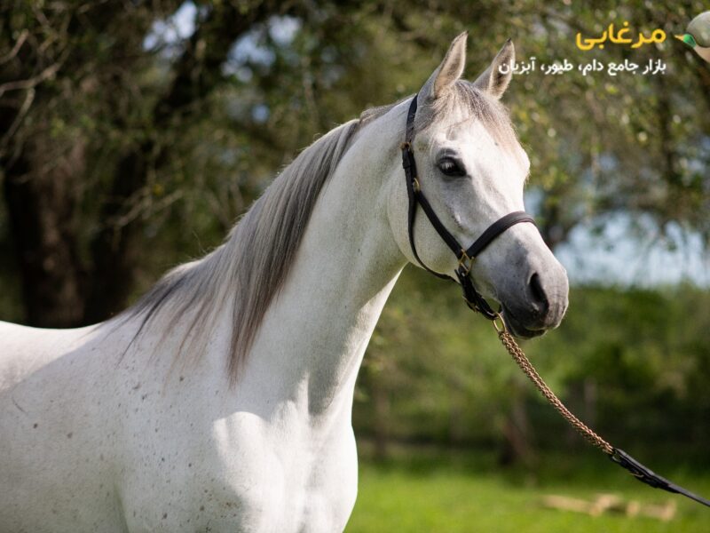 فواید اسب سواری که نمی دانستید