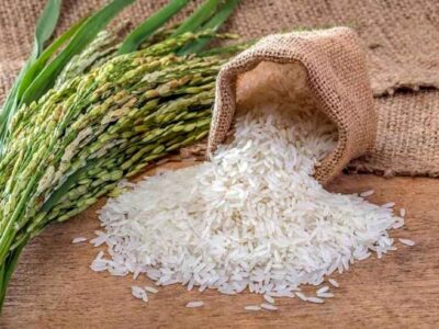 حجم واردات برنج امسال کمتر از یک میلیون تن می‌شود