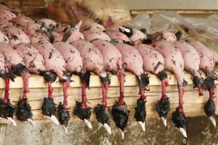 فروش پرندگان مهاجر زیر ذره بین دادستانی فریدونکنار