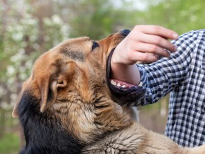 فزایش 13 درصدی مصدومین ناشی از سگ