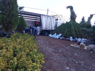 صادرات 20 درصدی درختچه‌های زینتی محمودآباد
