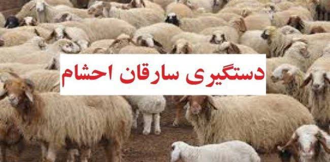 کشف احشام سرقتی شهرستان کلات در سرخس