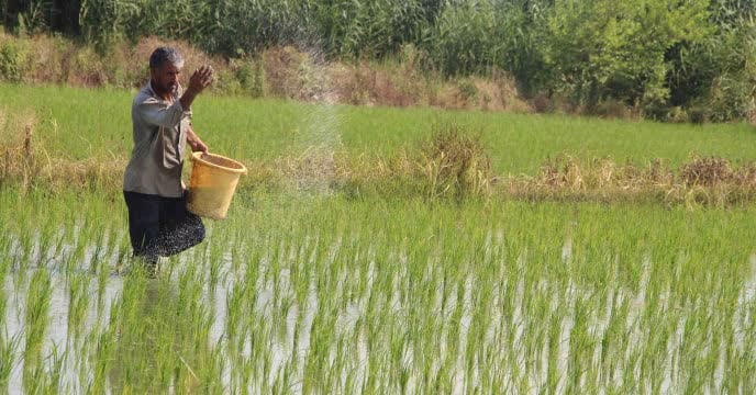 توزیع نهاده‌های شیمیایی فصل کشت و کار شالی در نور