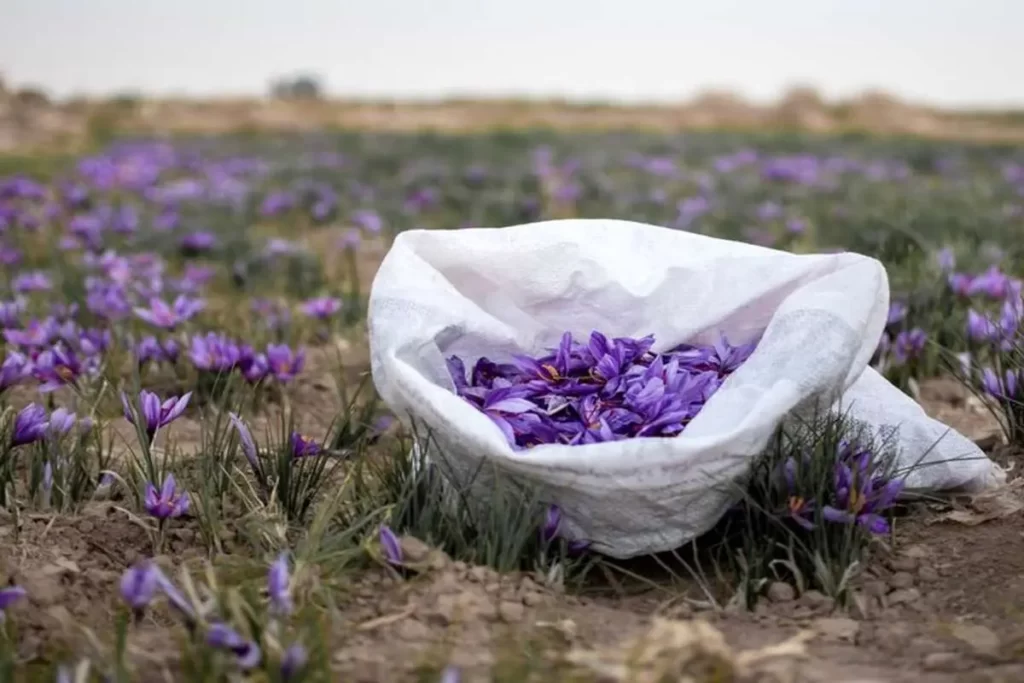 ایران بیش از ۹۰ درصد زعفران دنیا را تامین می‌کند