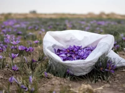 ایران بیش از ۹۰ درصد زعفران دنیا را تامین می‌کند