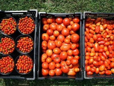 تعرفه صادرات گوجه فرنگی کاهش یافت