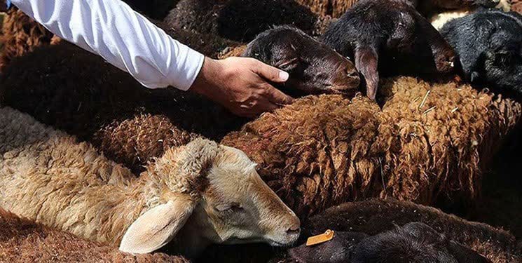 دستگیری سارق29 راس گوسفند دربهشهر