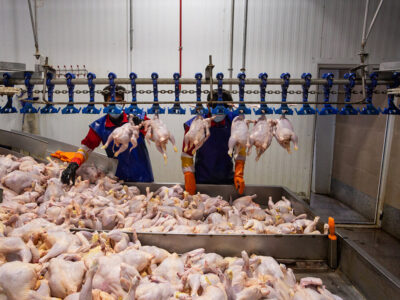 مرغ بدون مشتری ماند؛ فروشندگان ناچار به کاهش قیمت شدند!