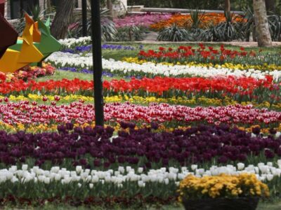 (تصاویر) جشنواره گل‌های لاله در مشهد
