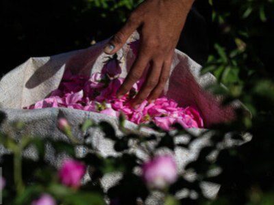 پیش‌بینی برداشت بیش از ۲۰۰۰ تن  گل محمدی در خراسان رضوی