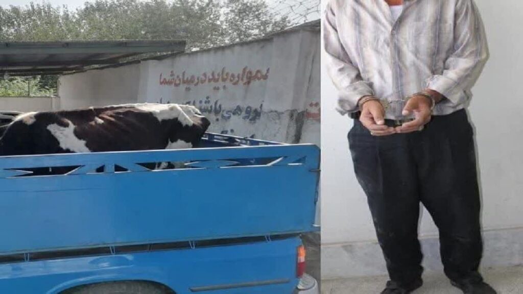 ذبح 106 راس گاو مسروقه در نور