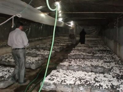 تولید 165 تن قارچ دکمه‌ای در محمودآباد