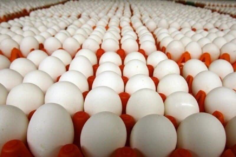 کشف 4 تن و 355 کیلو تخم مرغ فاقد مجوز در ساری