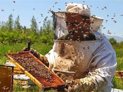 زنبورداران خراسان شمالی مشکل کمبود نقدینگی دارند