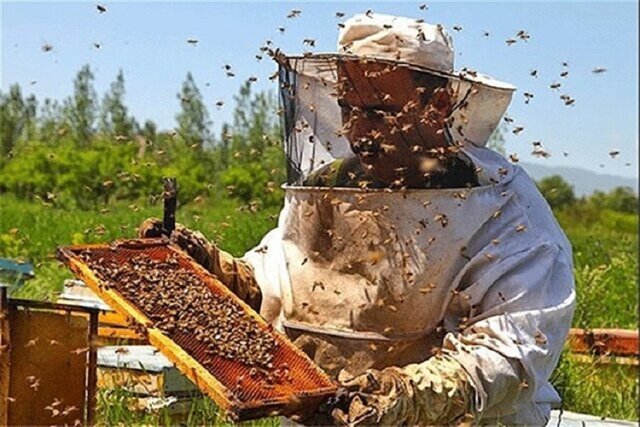 زنبورداران خراسان شمالی مشکل کمبود نقدینگی دارند