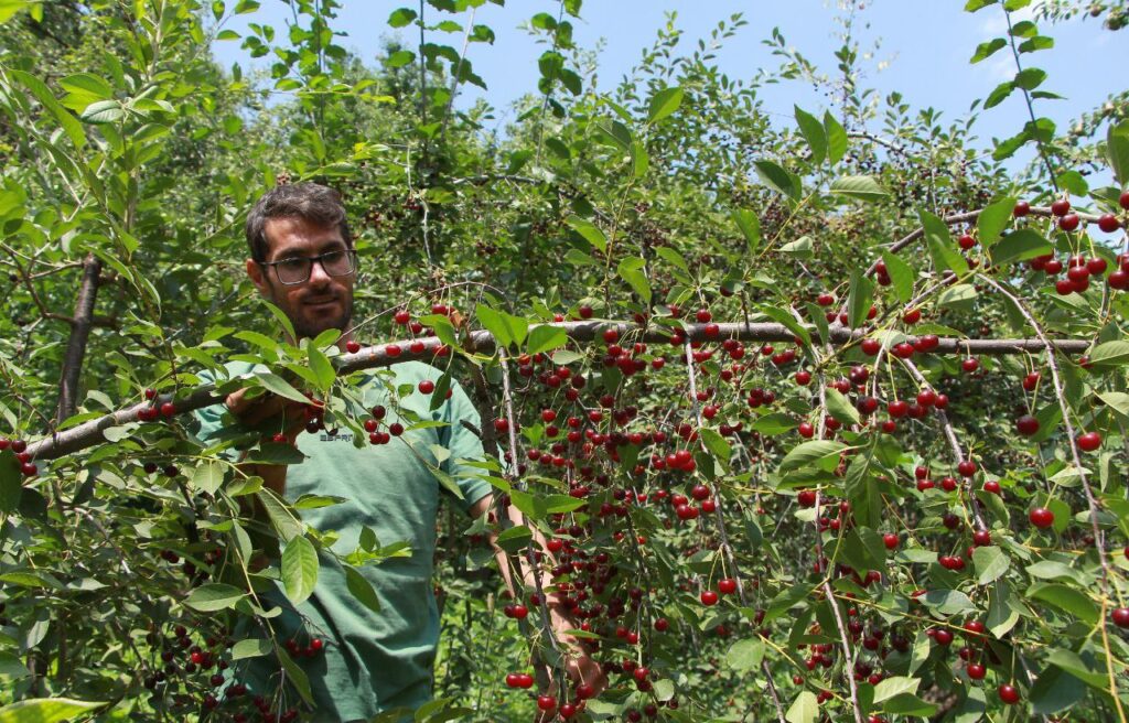 برداشت ” گیلاس” در روستای تاریخی و زیبای ازغد (طرقبه مشهد )