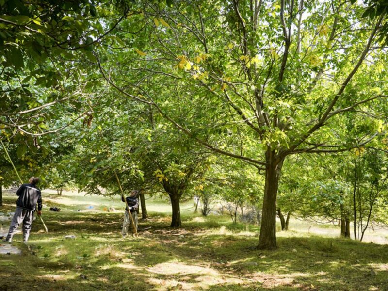 مرگ تلخ مرد جوان در بالای درخت گردو