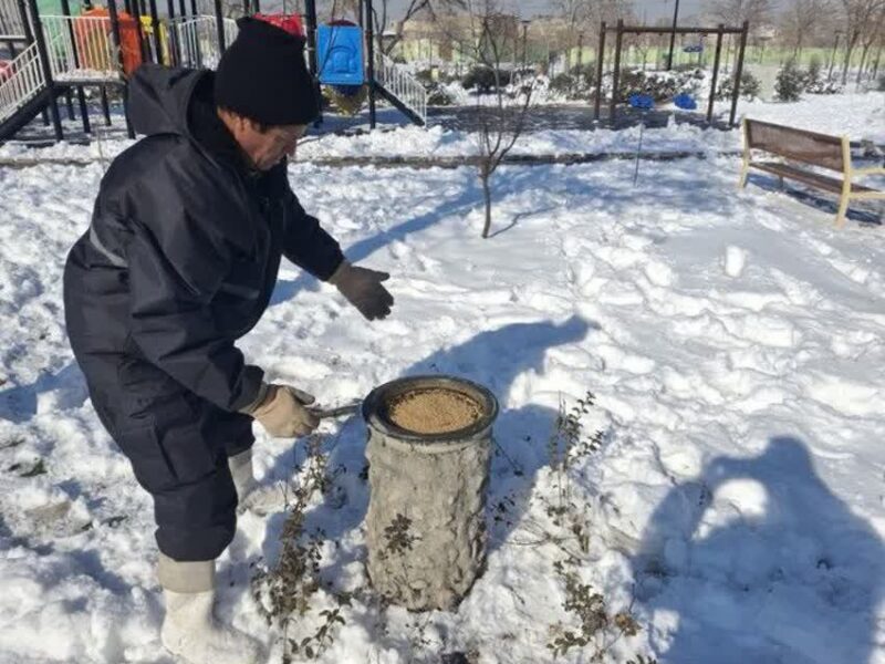 تدبیر شهرداری مشهد برای حمایت از پرندگان در سرما