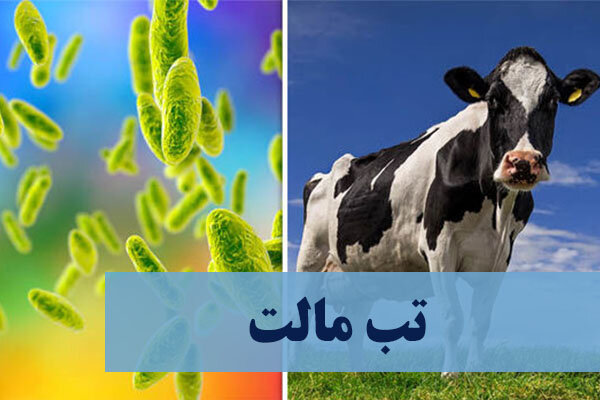 ۱۸۰۰۰ مبتلا به تب مالت تاکنون