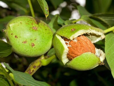 چگونه مجوز احداث باغ گردو بگیریم؟ راهنمای کامل دریافت مجوز