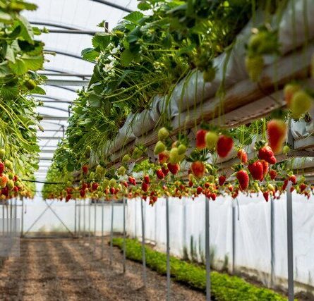 تولید محصولات گلخانه‌ای باید از ۳ میلیون تن به ۱۰ میلیون تن برسد