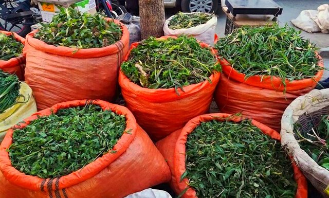 برداشت بی‌رویه گیاهان بهاری، میراثی در معرض نابودی