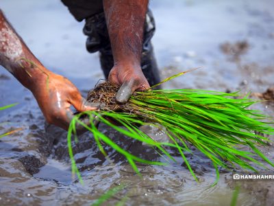 واردات برنج خارجی به ضرر تولید داخلی است