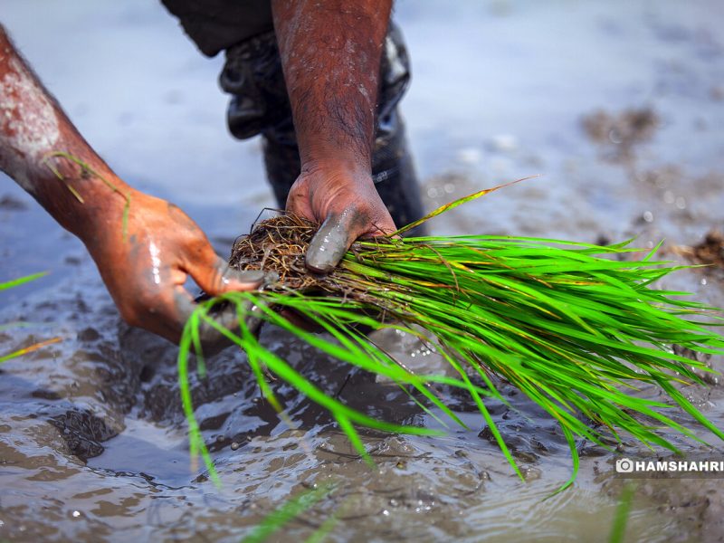واردات برنج خارجی به ضرر تولید داخلی است