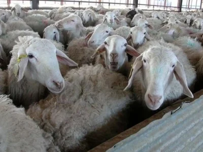 جهش ۲۹ برابری قیمت گوسفند در ۱۰ سال!