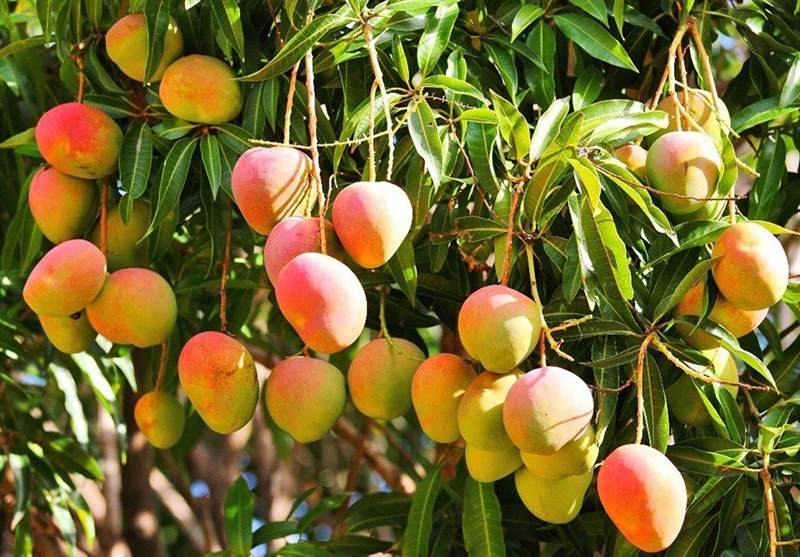 کاهش مؤثر ضایعات با پرتودهی هستهای