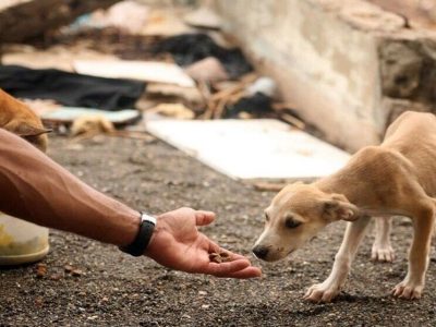 کودکان را برای غذادادن به سگ‌ها ترغیب نکنید