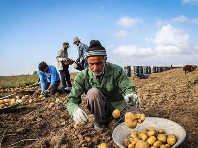 سیب‌زمینی گلستان باز هم به کف قیمت رسید