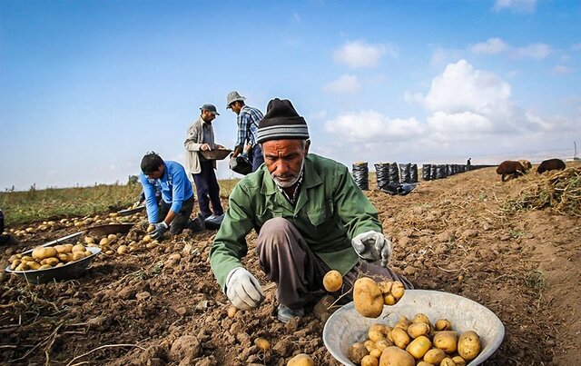 سیب‌زمینی گلستان باز هم به کف قیمت رسید