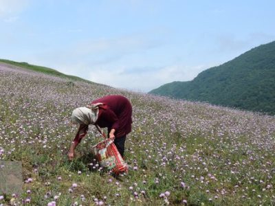 توسعه کشت گیاهان دارویی در استان زنجان