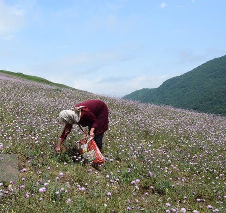 توسعه کشت گیاهان دارویی در استان زنجان