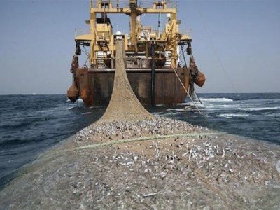 صیادان بوشهر در صید معیشت