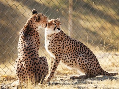 یوزهای ایرانی به خط پایان نزدیک شدند