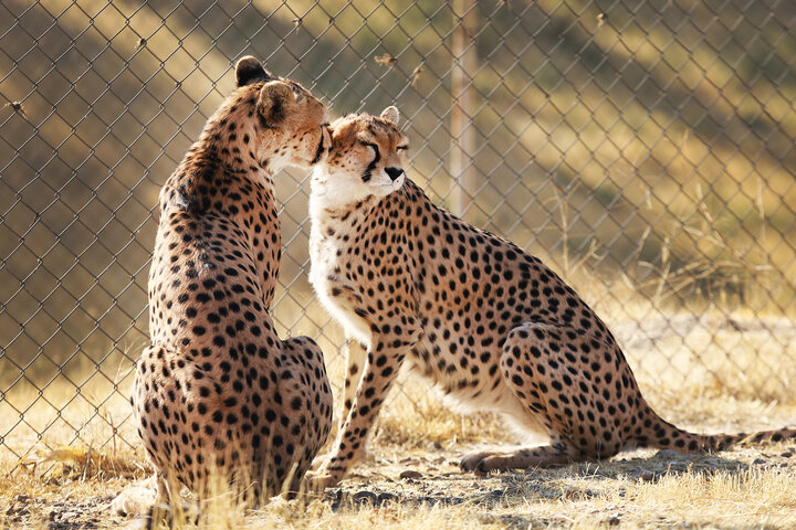 یوزهای ایرانی به خط پایان نزدیک شدند