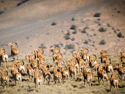 تقویت حفاظت از پارک ملی گلستان با فناوری‌های ماهواره‌ای