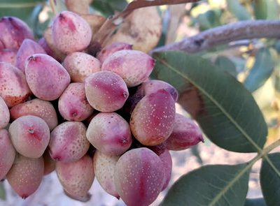 برداشت ۱۹ هزار تن پسته از باغات خراسان جنوبی