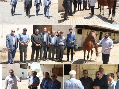 صدور نخستین پروانه صنعتی پرورش و تکثیر اسب در سبزوار