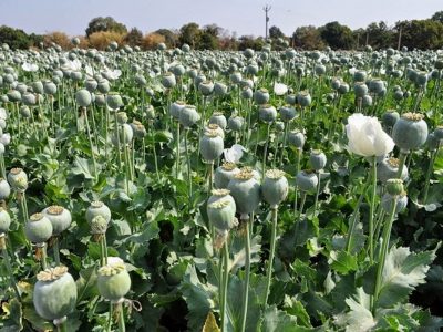 کشت خشخاش: از ممنوعیت تا احیا، چالش‌ها و فرصت‌ها